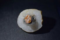 Pierścionek z Opalem Meksykańskim w Skale Macierzystej  Rękodzieło w Srebrze 925 r.19 - 8